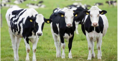 Nằm mộng thấy con bò có ý nghĩa gì? Đánh con gì may mắn?