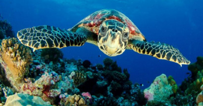 Mơ thấy rùa là điềm báo hên hay xui? Đánh con gì may mắn?