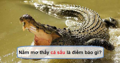Mơ thấy cá sấu đánh con gì? Giải mã giấc mơ thấy cá sấu?